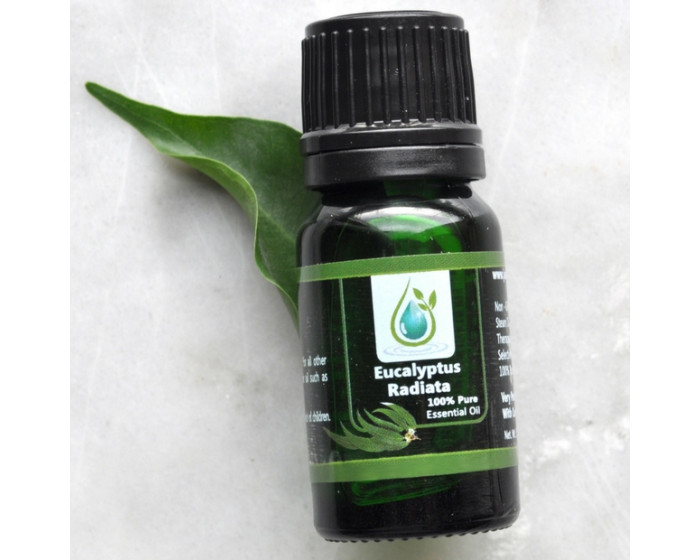 Eucalyptus Radiata 100% Pure Essential Oil