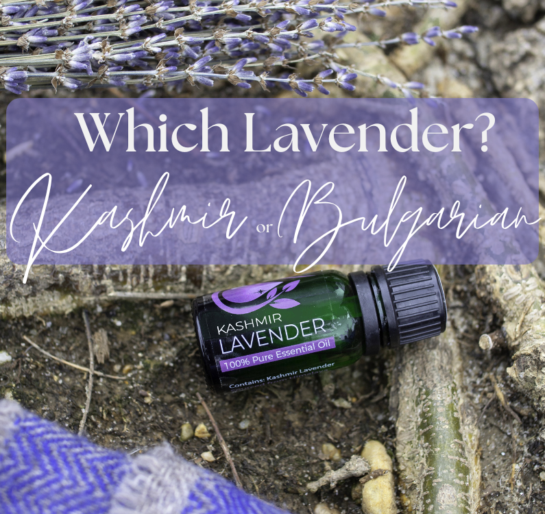 Lavender Essential Oil Showdown: Discover the Rare Elegance of Kashmir vs. the Classic Bulgarian