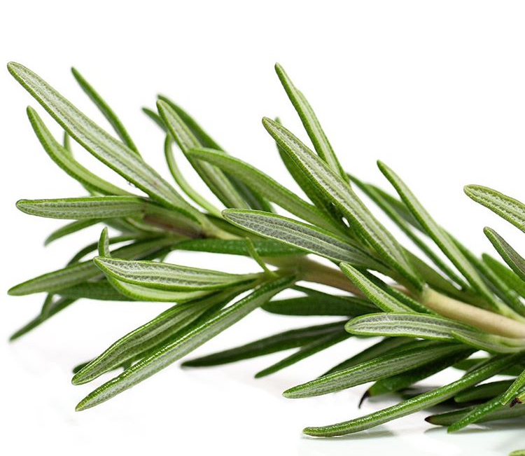 Rosemary Stem