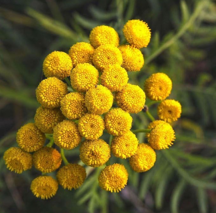 Blue Tansy Flower
